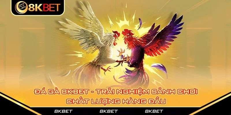 Chất lượng không gian trực tiếp đá gà online tại 8kbet